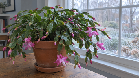 Holiday cactus in a terracotta pot by a winter window, covered in pink buds and a few open flowers